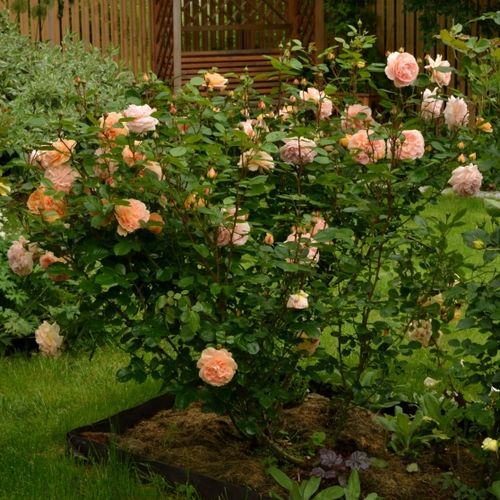 Broskvově-růžová - Stromkové růže s květy anglických růží - stromková růže s keřovitým tvarem koruny